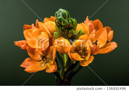 Vibrant Orange Sun Star Flowers with Dew Drops on Green Background Vibrant Orange Sun Star Flowers with Dew Drops on Green Background 136892496