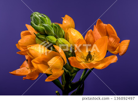 Vibrant Orange Sun Star Flowers with Dew on Purple Background Vibrant Orange Sun Star Flowers with Dew on Purple Background 136892497
