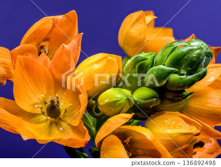 Vibrant Orange Sun Star Flowers with Dew on Purple Background 136892498