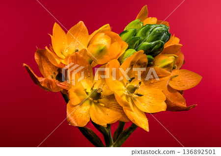 Vibrant Orange Sun Star Flowers with Water Drops on Red Background 136892501