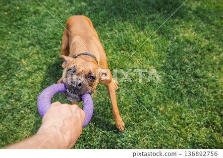 German boxer dog playing tug of war with owner using rubber ring toy on green lawn in backyard garden, active pet training and playful outdoor interaction German boxer dog playing tug of war with owner using rubber ring toy on green lawn in backyard garden, active pet training and playful outdoor interaction 136892756