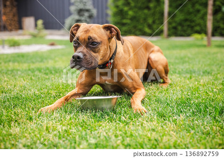 German boxer dog lying on green lawn near metal bowl after drinking water in backyard garden, domestic pet resting outdoors during warm summer day German boxer dog lying on green lawn near metal bowl after drinking water in backyard garden, domestic pet resting outdoors during warm summer day 136892759