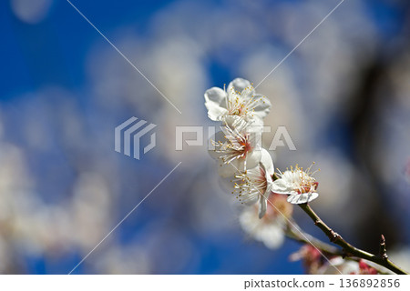 White plum 136892856