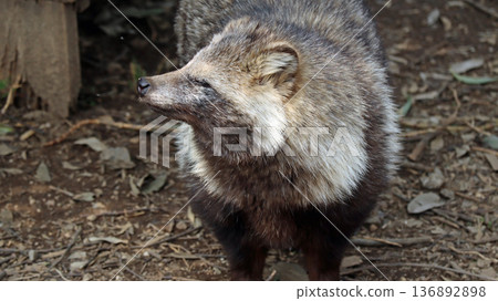 A raccoon in winter fur with its eyes narrowed and pointed A raccoon in winter fur with its eyes narrowed and pointed 136892898
