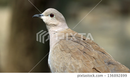 一隻顏色暗淡的斑鳩,背景模糊。 一隻顏色暗淡的斑鳩,背景模糊。 136892899