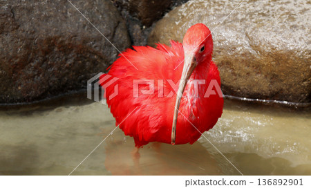 Bright red water bird Scarlet Ibis in the water Bright red water bird Scarlet Ibis in the water 136892901