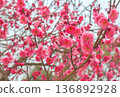 Red plum blossoms in full bloom signal the arrival of spring. Pink plum blossoms and neat branches. 136892928