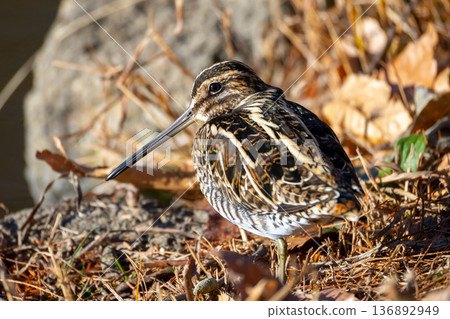 A common snipe walking along the waterside of the landscaped pond (boat pond) at Kawagoe Aquatic Park, Ikebe, Kawagoe City, Saitama Prefecture A common snipe walking along the waterside of the landscaped pond (boat pond) at Kawagoe Aquatic Park, Ikebe, Kawagoe City, Saitama Prefecture 136892949