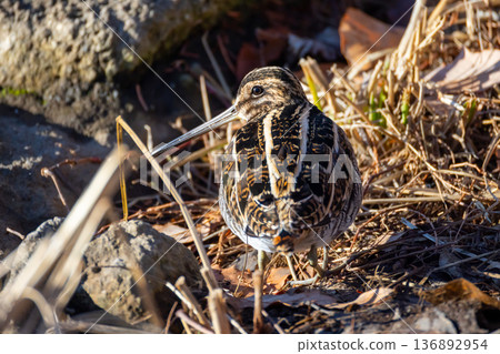 一隻普通鷸鳥在埼玉縣川越市池部川越水上公園的景觀池塘（船池）水邊漫步 136892954