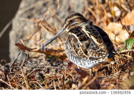 一隻普通鷸鳥在埼玉縣川越市池部川越水上公園的景觀池塘（船池）水邊漫步 136892956
