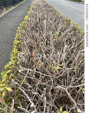 Freshly felled flat tree 136893224