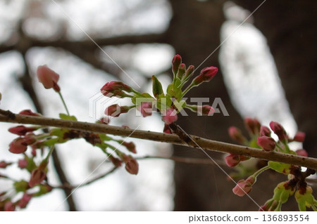 Just a little more patience until the flowers bloom 136893554