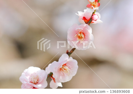 Plum Blossoms (surprise) Plum Blossoms (surprise) 136893608