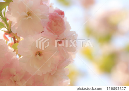 Double cherry blossoms 136893827