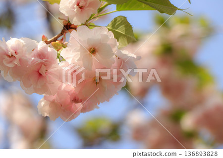 Double cherry blossoms Double cherry blossoms 136893828