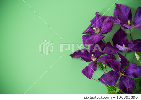 purple clematis branch on green background from above 136893890