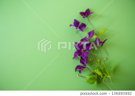Branch of purple clematis isolated on green background Branch of purple clematis isolated on green background 136893892