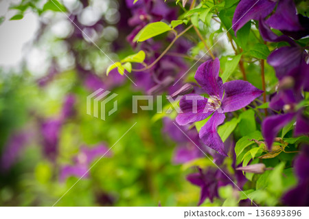 Decorative purple clematis blossoms in natural daylight Decorative purple clematis blossoms in natural daylight 136893896