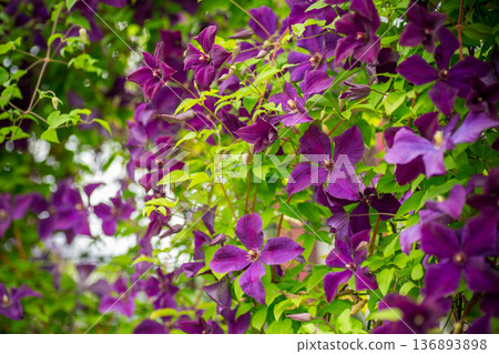 Natural botanical background with violet clematis blooms Natural botanical background with violet clematis blooms 136893898
