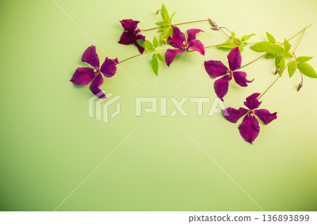 Space with clematis plant for inserting text 136893899
