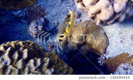 沖繩縣座間味村海中游動的黑色河豚 沖繩縣座間味村海中游動的黑色河豚 136894410