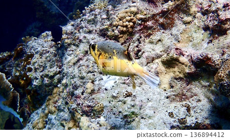 沖繩縣座間味村海中游動的黑色河豚 136894412