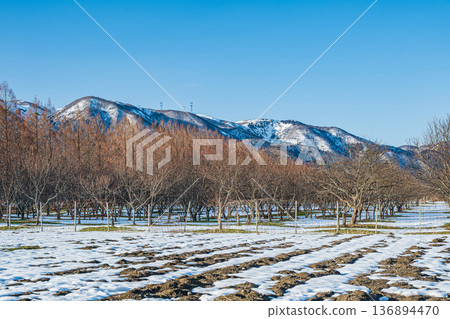 Chestnut orchard along a row of metasequoia trees, Makino Pickland, Makino Town, Takashima City, Shiga Prefecture Chestnut orchard along a row of metasequoia trees, Makino Pickland, Makino Town, Takashima City, Shiga Prefecture 136894470