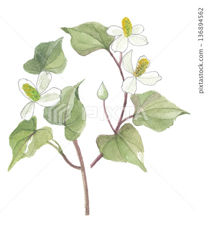 水彩畫的毒彌 136894562