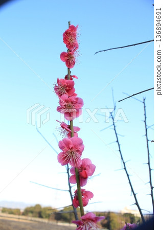 我拍了一張梅花的照片,它們在藍天的襯托下格外醒目。 我拍了一張梅花的照片,它們在藍天的襯托下格外醒目。 136894691