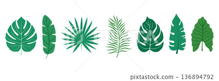 Tropical leaf vector set. Includes monstera, palm, banana, and other exotic plant elements. Ideal for posters, textiles, branding, and vacation graphics. Tropical leaf vector set. Includes monstera, palm, banana, and other exotic plant elements. Ideal for posters, textiles, branding, and vacation graphics. 136894792