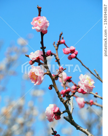 梅花（Yae Yoron） 136894867