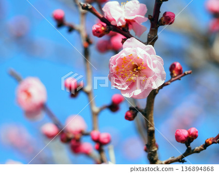 梅花（Yae Yoron） 136894868