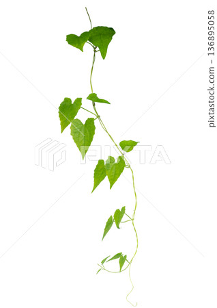 Green creeper plant frame isolated on transparent background for decoration PNG Green creeper plant frame isolated on transparent background for decoration PNG 136895058