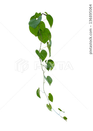 Green creeper plant frame isolated on transparent background for decoration PNG Green creeper plant frame isolated on transparent background for decoration PNG 136895064