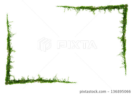 Green creeper plant frame isolated on transparent background for decoration PNG Green creeper plant frame isolated on transparent background for decoration PNG 136895066