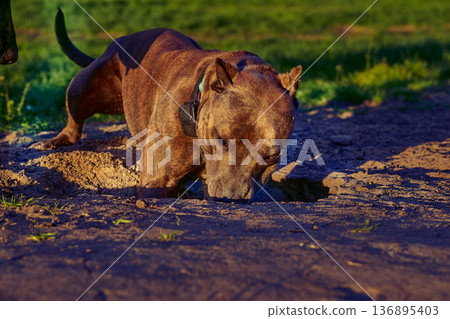 Pitbull digs a hole on evening dogs playground 136895403