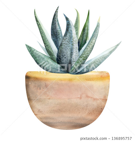 Potted sansevieria snake plant, spiky aloe vera succulent in terracotta clay earthenware cachepot. Isolated illustration hand drawn in watercolor. Handmade candle packaging, green business marketing. Potted sansevieria snake plant, spiky aloe vera succulent in terracotta clay earthenware cachepot. Isolated illustration hand drawn in watercolor. Handmade candle packaging, green business marketing. 136895757
