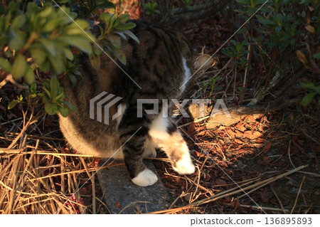 我給貓拍了張照片。 我給貓拍了張照片。 136895893