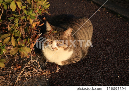我拍了一張貓咪等待晚餐的照片。 我拍了一張貓咪等待晚餐的照片。 136895894