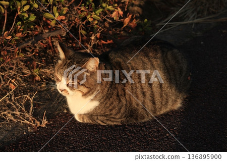 我拍了一張貓咪望著明天的照片。 我拍了一張貓咪望著明天的照片。 136895900