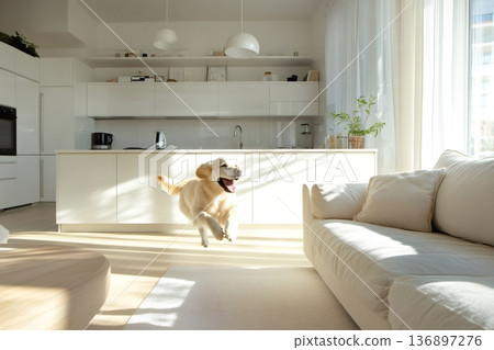 Golden retriever dog joyfully running and leaping in a bright, modern, minimalist home living room and kitchen area 136897276