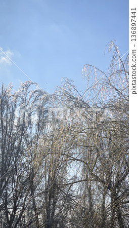 Tree branches covered in thick ice after freezing rain and winter storms. Tree branches covered in thick ice after freezing rain and winter storms. 136897441