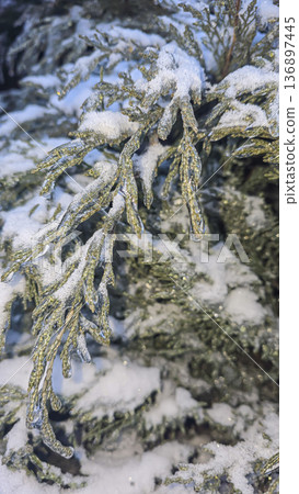 Tree branches covered in thick ice after freezing rain and winter storms. Tree branches covered in thick ice after freezing rain and winter storms. 136897445