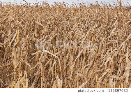 A field planted with corn. Farm. Cultivated plant A field planted with corn. Farm. Cultivated plant 136897683