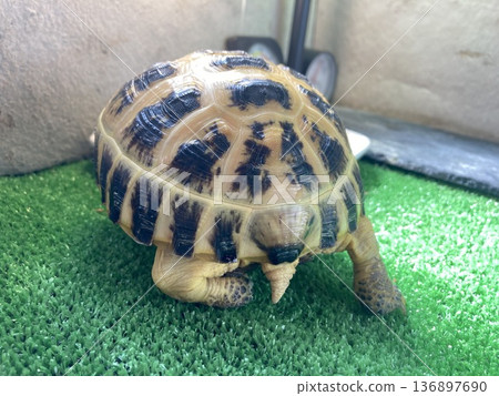 A Russian tortoise's buttocks bracing 136897690