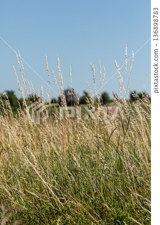 Kentucky bluegrass grows in a field under a clear sky with tall stems swaying in the breeze during the warm summer day 136898783