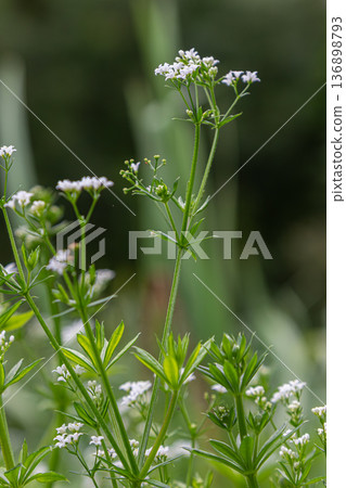 Galium palustre and Galium aparine grow in a wet area with thin stems and whorled leaves during a sunny day in spring or summer Galium palustre and Galium aparine grow in a wet area with thin stems and whorled leaves during a sunny day in spring or summer 136898793