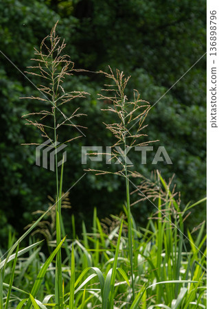 Glyceria maxima grows tall near water in a green area with bright panicles on a sunny day in the summer season 136898796