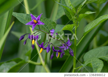 Climbing vine with purple flowers of Solanum dulcamara growing in a lush environment near water at midday 136898812