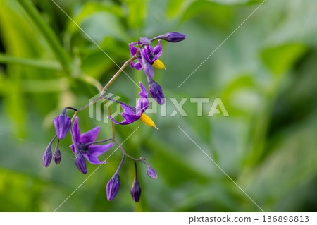 Bittersweet nightshade vine with purple flowers growing among green foliage in a garden setting during springtime Bittersweet nightshade vine with purple flowers growing among green foliage in a garden setting during springtime 136898813